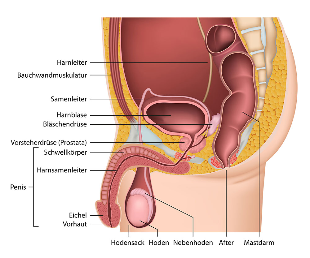 Illustration des männlichen Genitalbereichs