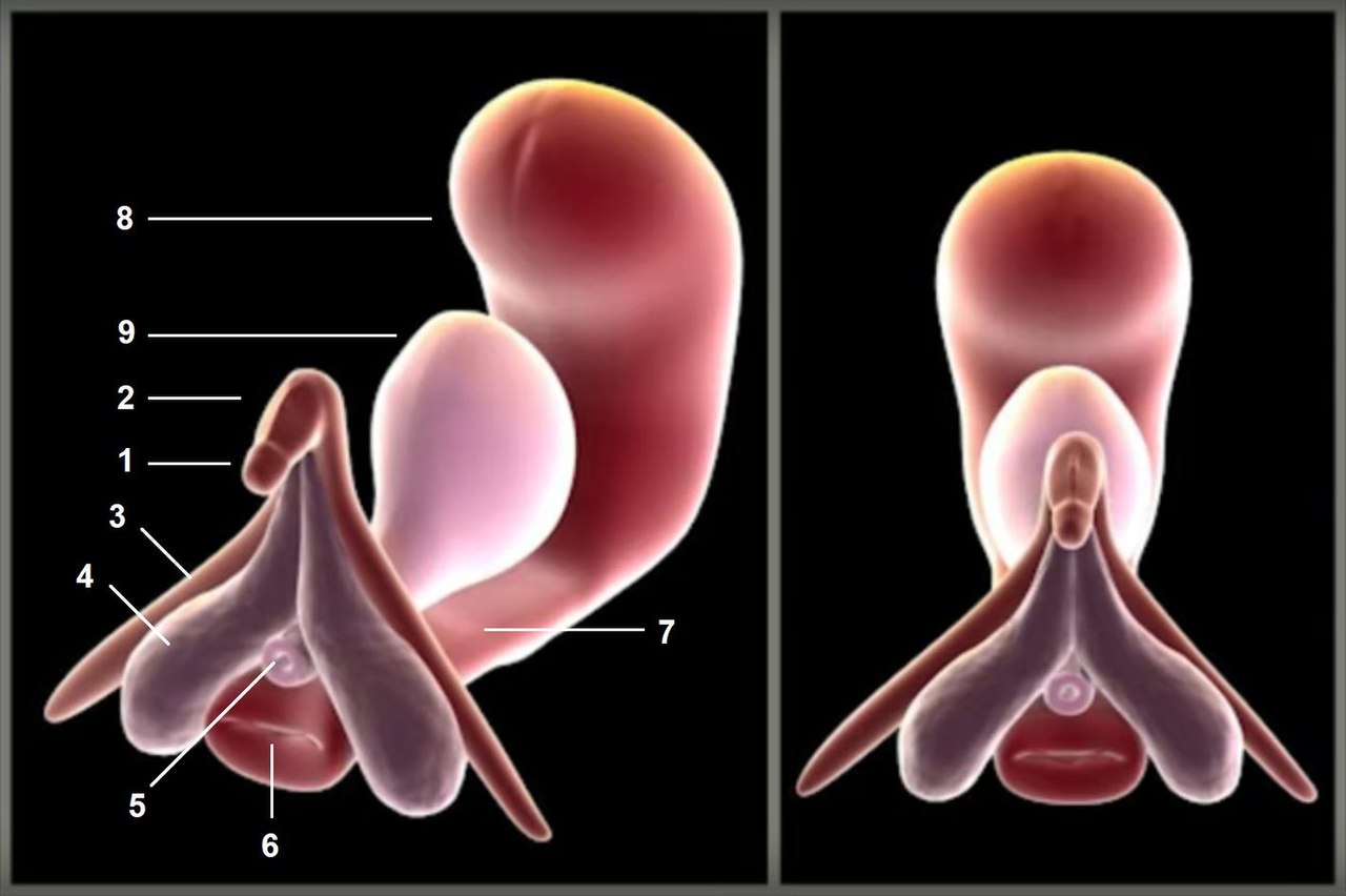 3D-Darstellung einer Klitoris im sexuell erregten Zustand 