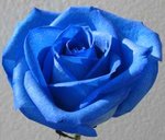 $blaue%20Rose%203.jpg