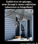 Ein_Eisvogel.jpg