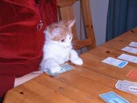 Kitty-monopoly-cat.jpg