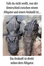 20230302 krokodil.jpg