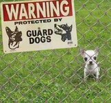 guard dog.jpg