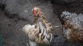 Hühner und Wetter - Huhn-erleben.de zeigt das Hühnerleben!