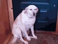 Guilty Dogs GIFs | Tenor