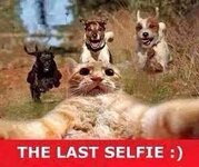 The Last Selfie | Funny animal memes, Funny cats, Animals