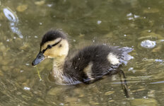 Weikkerlsee Schwan23.JPG