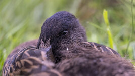 Weikkerlsee Enten04.JPG