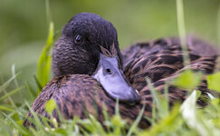 Weikkerlsee Enten08.JPG