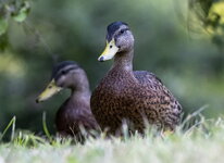 Weikkerlsee Enten15_Bildgröße ändern.JPG