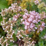 2023 07 Bienen Blumen1.jpg