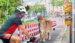 Radfahrer-Loewin.jpg