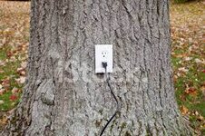 Steckdose Auf Einem Baum Stockfoto | Lizenzfrei | FreeImages