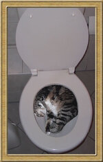 cat_toilet.jpg