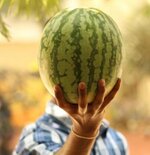 selective-focus-photo-of-man-raising-the-watermelon-974561.jpg