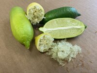 Sorte-Weissfleischige-australische-Fingerlimette_3.jpg