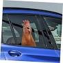 bild: huhn im Auto von www.amazon.de