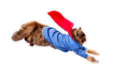 supercat-in-aktion.jpg