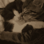 cats-cuddling-hugs.gif