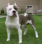 $american-staffordshire-terrier.jpg