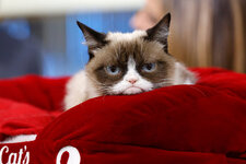 17grumpycat-1-superJumbo.jpg