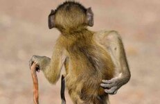 Article-Image-AnimalPhotos-MonkeyScratching.jpg