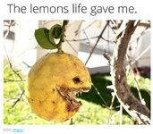 lemons.jpg