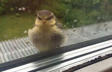 Article-Image-AnimalPhotos-Angry-Bird.jpeg