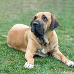 hunderasse-brasilianischer-mastiff.jpg