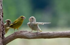 Article-image-AnimalPhotos-Greenfinch-Family-Drama.jpg