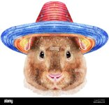 aquarell-portrat-von-teddy-meerschweinchen-in-sombrero-hut-auf-weissem-hintergrund-2c570y0.jpg