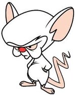 Brain | Pinky and the Brain Wiki | Fandom