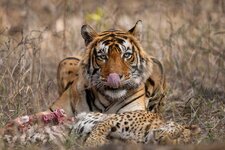 1920-02-AnimalBehaviour-SpecialMention-Karthik-Mohan-Iyer.jpg