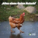 Rutschhuhn-400.jpg