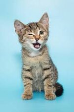 450.900+ Fotos, Bilder und lizenzfreie Bilder zu Katze Lustig - iStock |  Katze spielen, Katze frech, Katze freisteller