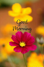 good-morning-flower-pictures-ax7joj6kytlnm415.jpg