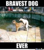 Bravest Dog Ever main-qimg-8e4242aa64cfa66e58b320e19fe6e2fa.jpg