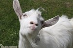 Goat-Antics-661x441.jpg