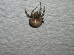 $Spinne-Vierfleckkreuzspinne-P1010046.jpg