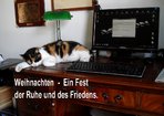 $Katze und Schreibtisch W&#201;IHACHT.jpg