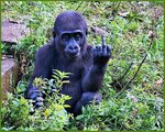 affe mittelfinger.jpg