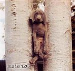 $883-hund-im-baum.jpg