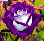 2a5ed30e62e53a571d93549b8f6f5824--purple-roses-white-roses.jpg