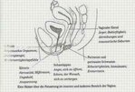$Panzerung weibl Genitalbereich_500x.JPG
