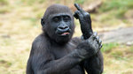 gorilla-mit-mittelfinger-geste.jpg