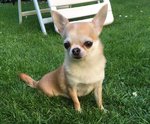 Chihuahua.jpg