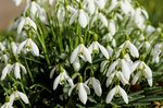 snowdrop-2119105_1920.jpg