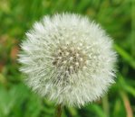 $687px-Taraxacum_officinale2.JPG