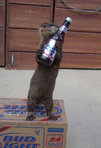 $beer-stealing-weasel.jpg