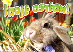 $frohe_ostern.jpg